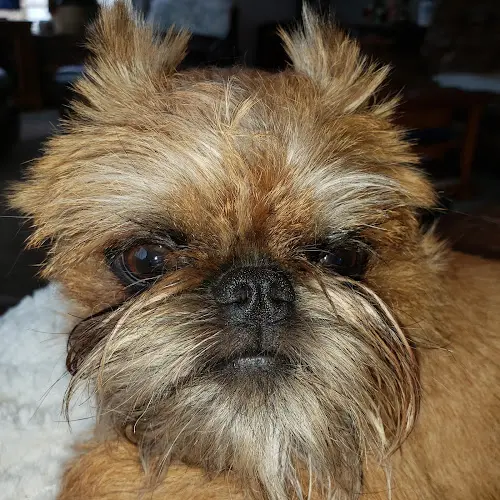 Dog breeder Jazzie Shih Tzu Gresham