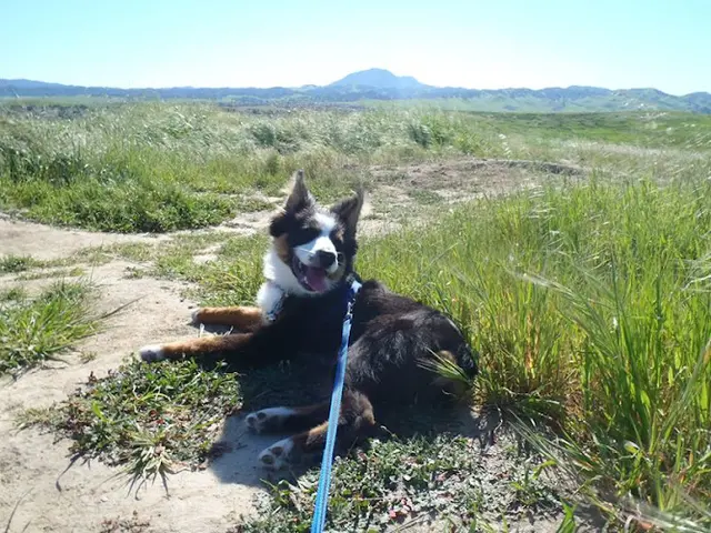 Dog Park Country Manor Park Antioch