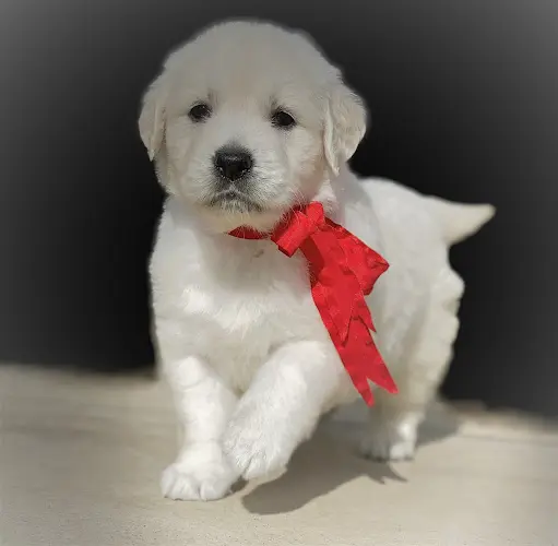 Dog breeder Oak Hills English Golden’s Victorville