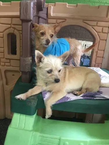 Rescue & Shelter Urban Dog Los Angeles