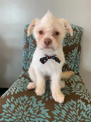 Dog Grooming K9 Design Grooming Salon LLC Federal Way