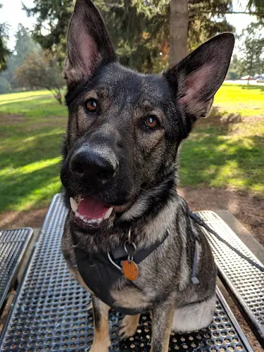 Dog trainer Rocky Junior's Dog Training Service Kent