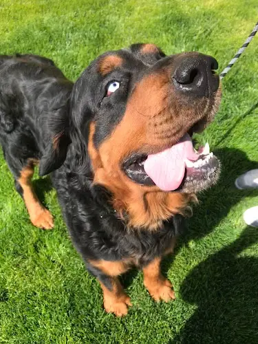 Pet boarding service Dawg Squad Los Angeles