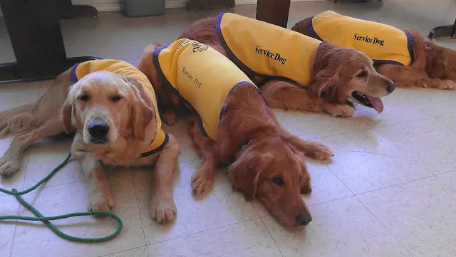 Dog trainer Assistance Service Dog Educational Center Visalia