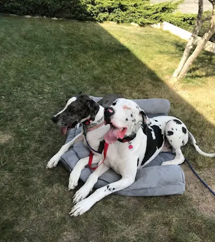 Dog trainer Dognpooch.com Santa Maria
