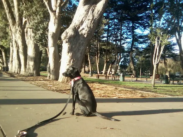 Dog Park Orange Memorial Park Daly City