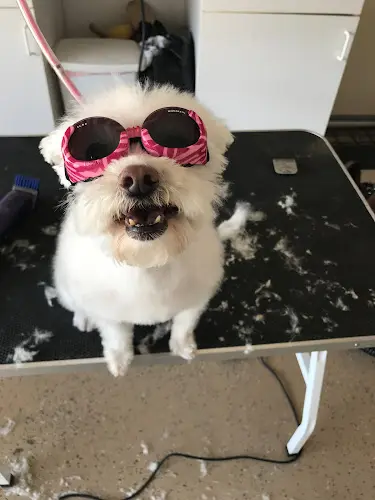 Pet boarding service Paws And Whiskers Spa Santa Clarita