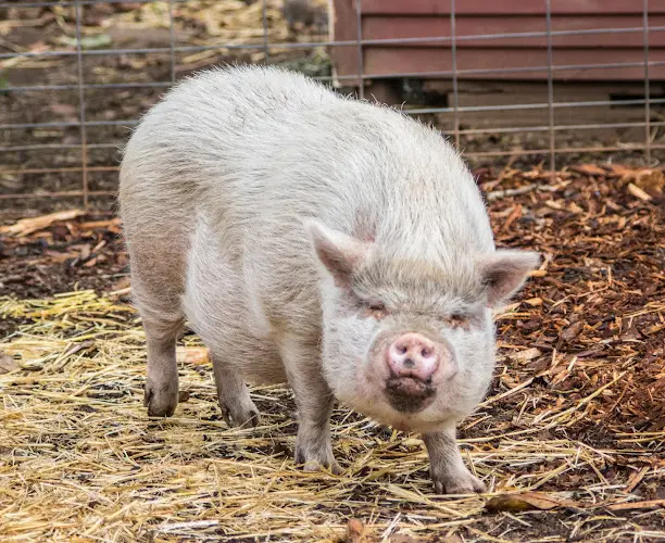 Rescue & Shelter Out To Pasture Animal Sanctuary Portland