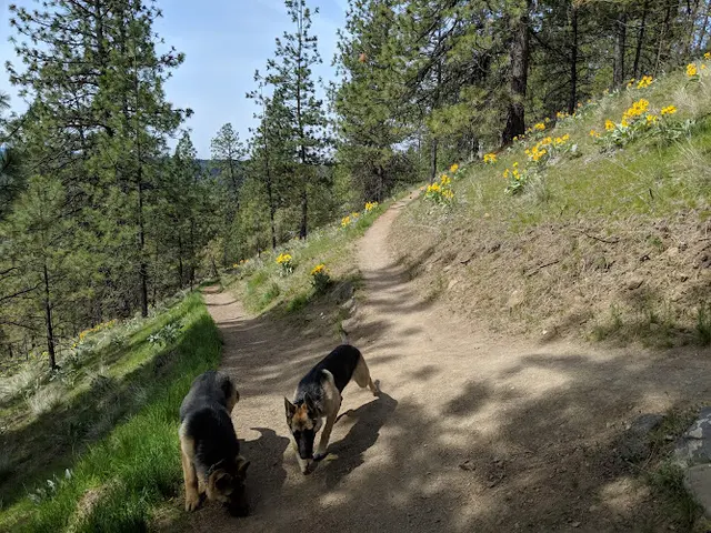Dog Park High Drive Bluff Park Spokane