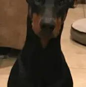 Dog breeder Doberman and Yorkie Stud Service Victorville