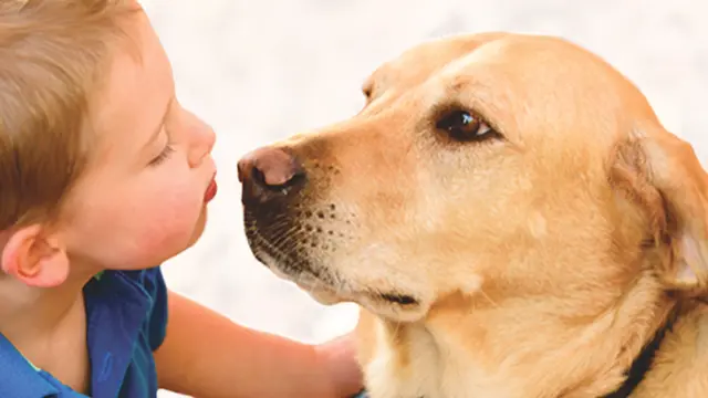 Dog day care center Los Feliz Small Animal Hospital Glendale