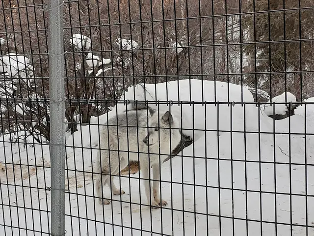 Rescue & Shelter Alaska Zoo Anchorage