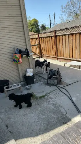 Dog day care center Lucky Buddies Pet Sitting Santa Clara