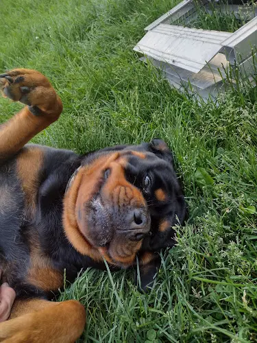 Dog breeder King Rottweilers Tacoma