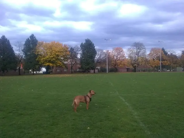 Dog Park Montavilla Park Portland