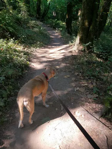 Dog Park Powell Butte Nature Park Gresham