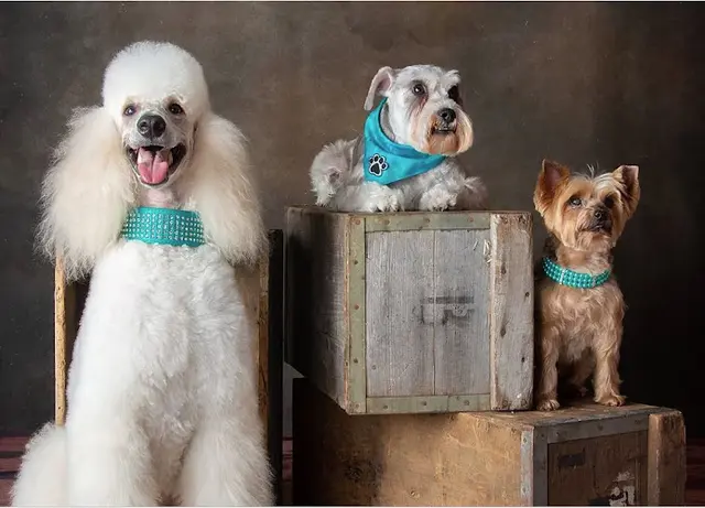 Pet boarding service Shear Canine Antioch