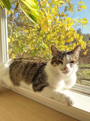Pet vet El Gato Veterinary Hospital Sunnyvale