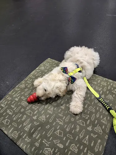 Dog day care center Dog Days Dog Training Vancouver