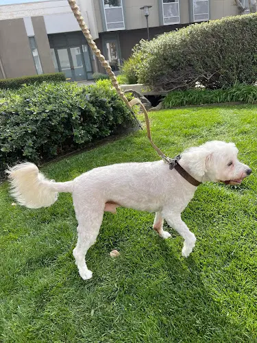 Dog breeder Beach Paws Pet Salon Costa Mesa