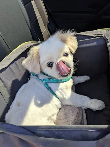 Pet boarding service Paris' Pampered Pets Vista