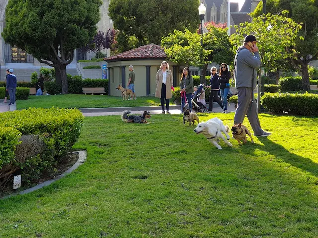 Dog Park Huntington Park San Francisco