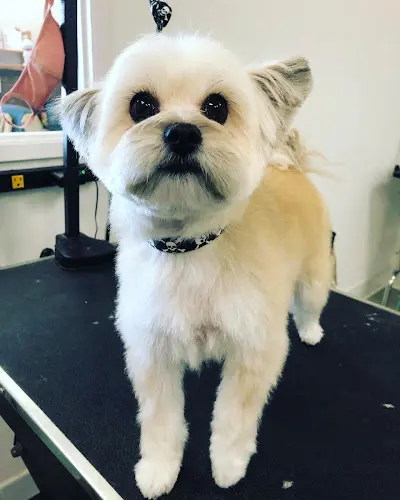 Dog Grooming Dirty Dog Grooming West Covina
