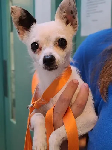 Dog breeder Antioch Animal Services Antioch