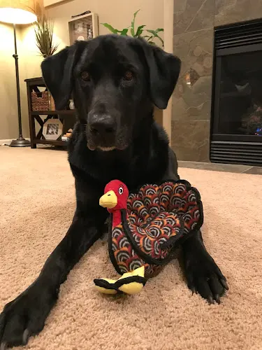 Pet boarding service King Duke's Beaverton