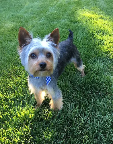Dog Grooming Tidy Tails Grooming Fairfield