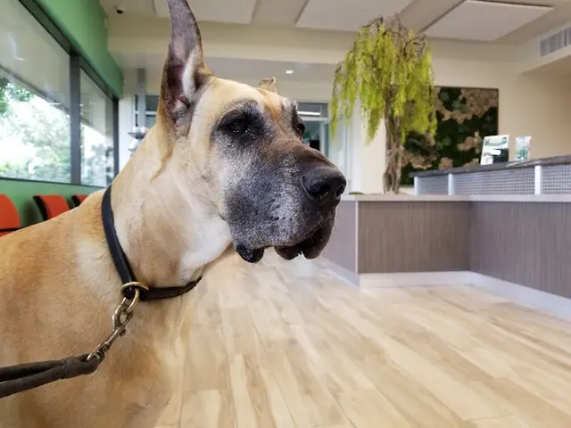 Pet vet VCA PetPoint Medical Center and Resort Orange