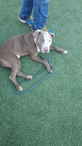 Pet boarding service West Los Angeles Animal Shelter Los Angeles