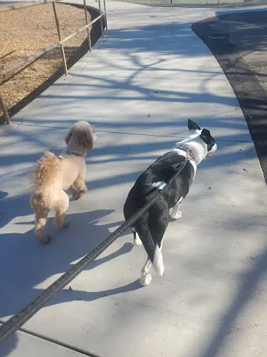 Dog Park Florin Reservoir Park Sacramento