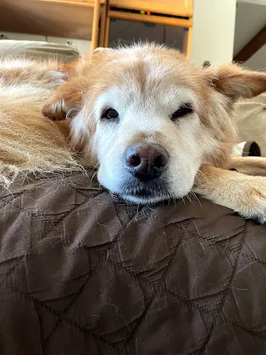Pet vet Newbury Park Veterinary Clinic Thousand Oaks