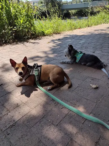 Dog trainer Pet Pros Renton