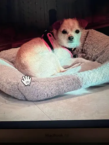 Rescue & Shelter Compassionate Animal Rescue for Medical Aid Temecula