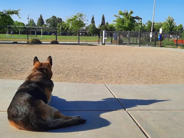 Dog Park Eastern Oak Park Sacramento