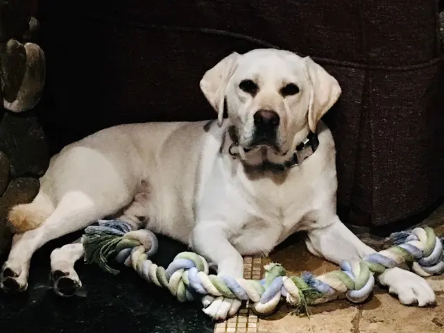 Dog breeder Labs To Love Pups Carlsbad