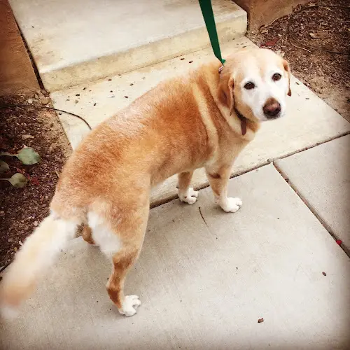 Dog breeder Pawsitively Purrfect Mobile Pet Grooming Escondido