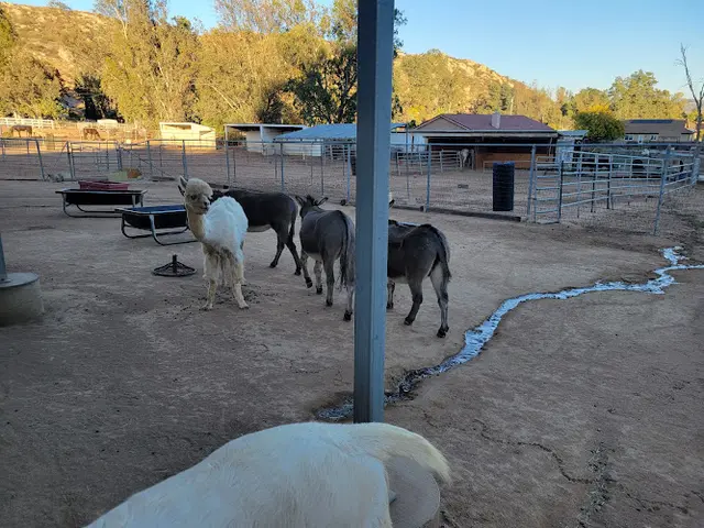 Rescue & Shelter 2 The Rescue Animal Sanctuary Inc. Escondido