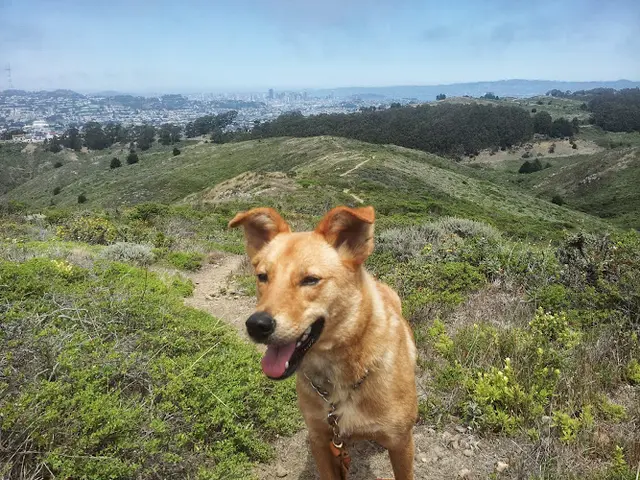 Dog Park San Bruno Mountain State & County Park Daly City
