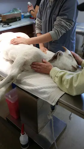 Pet vet Banks Veterinary Service Hillsboro