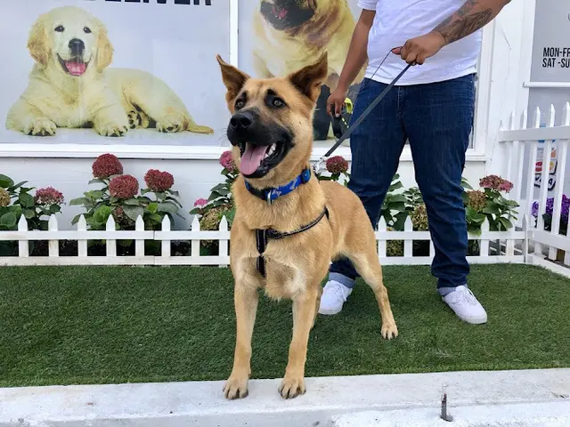 Dog walker House of Paw Orange