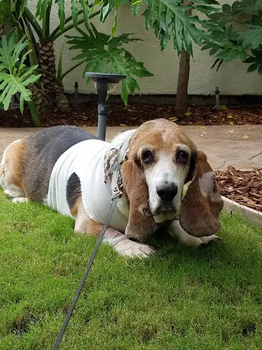 Pet vet Neichin Barry DVM San Marcos
