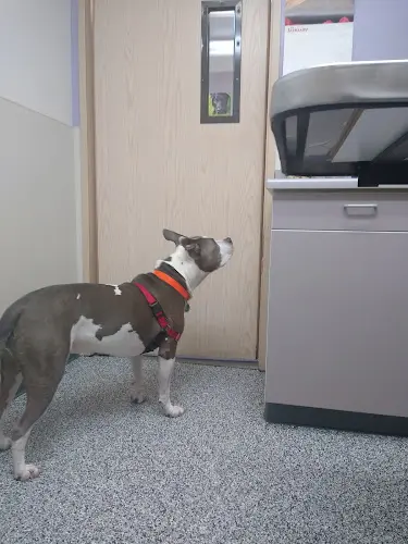 Pet vet Auburn South Veterinary Hospital Kent