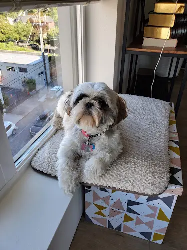 Pet boarding service Honey Dog Salon Portland