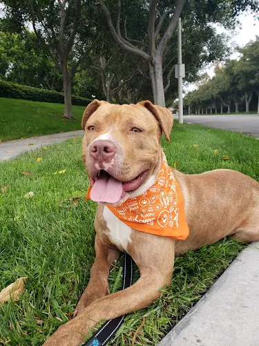 Dog breeder Irvine Animal Care Center Irvine