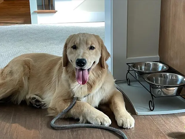 Dog breeder Shadalane Golden Retrievers Murrieta