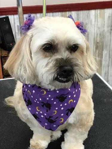 Dog Grooming Alfie's Grooming Gresham