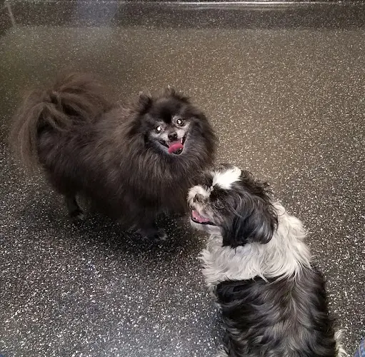 Pet vet VCA Raleigh Hills Animal Hospital Gresham